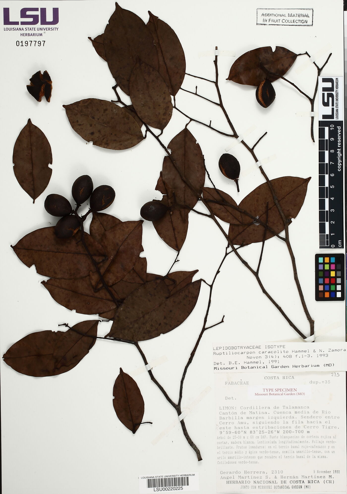 Ruptiliocarpon caracolito image