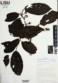 Media resource of Quararibea nigrescens