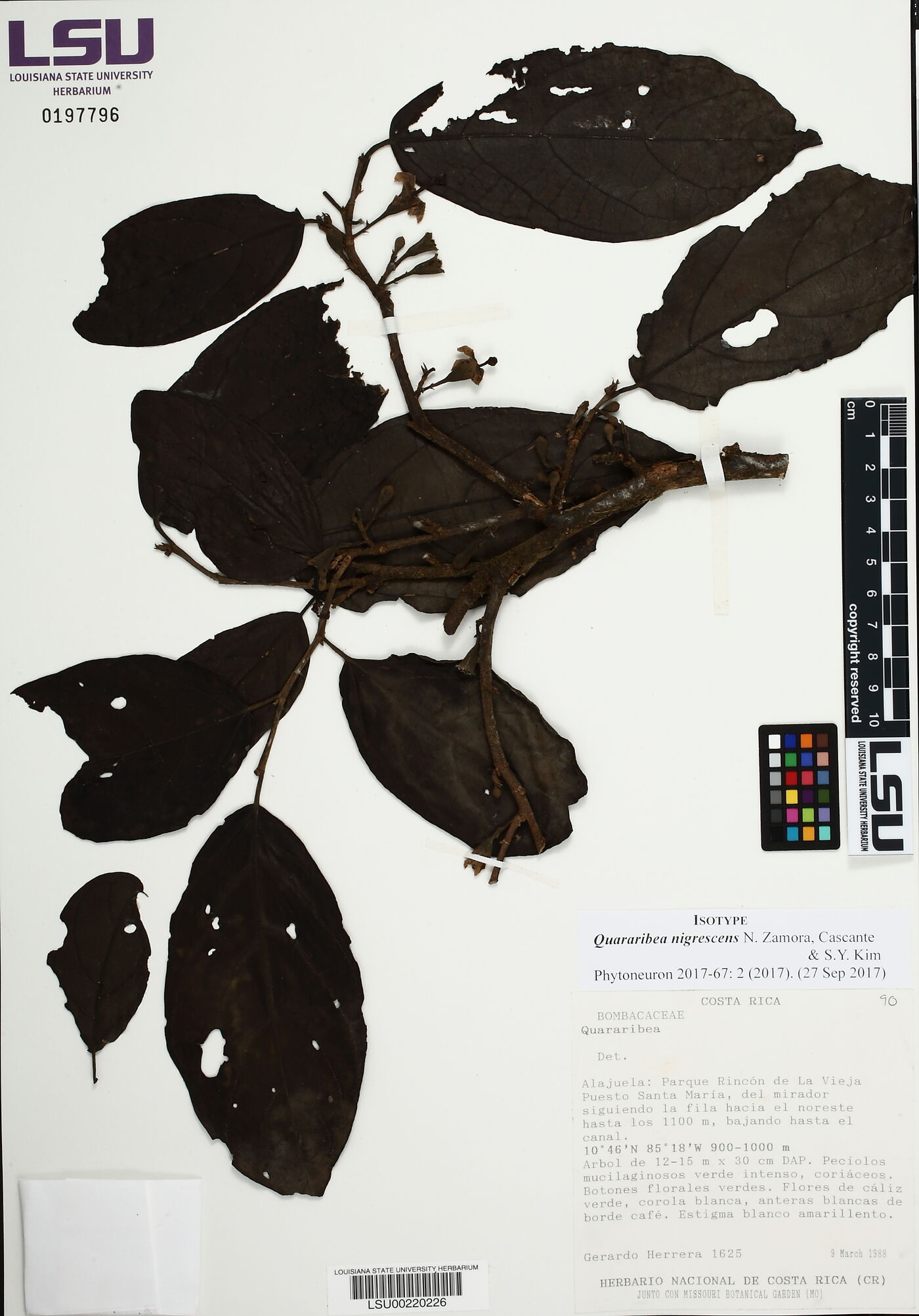 Quararibea nigrescens image
