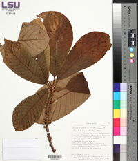 Pouteria viridis image