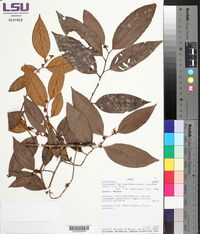 Chrysophyllum argenteum subsp. auratum image