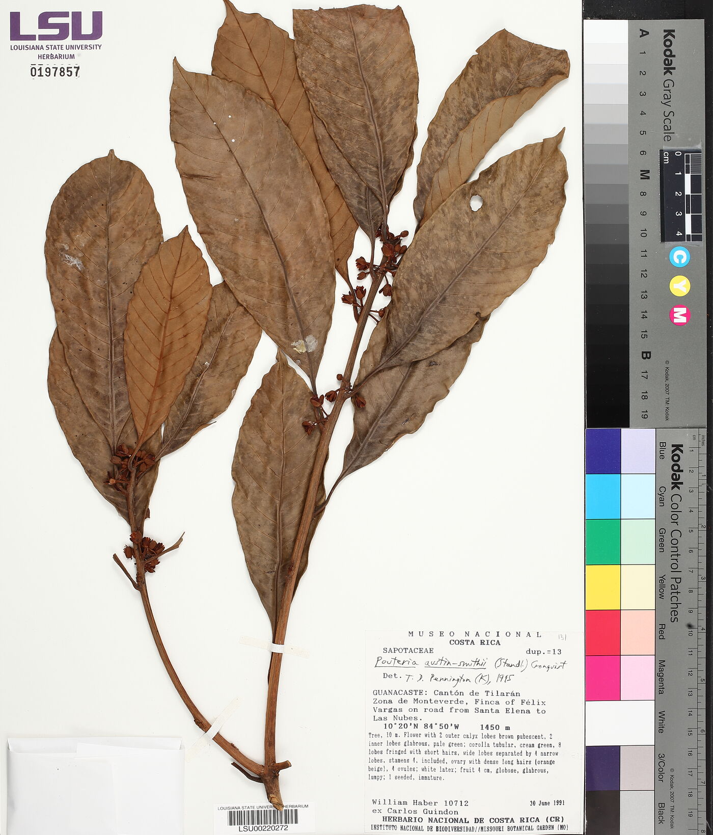 Pouteria austin-smithii image