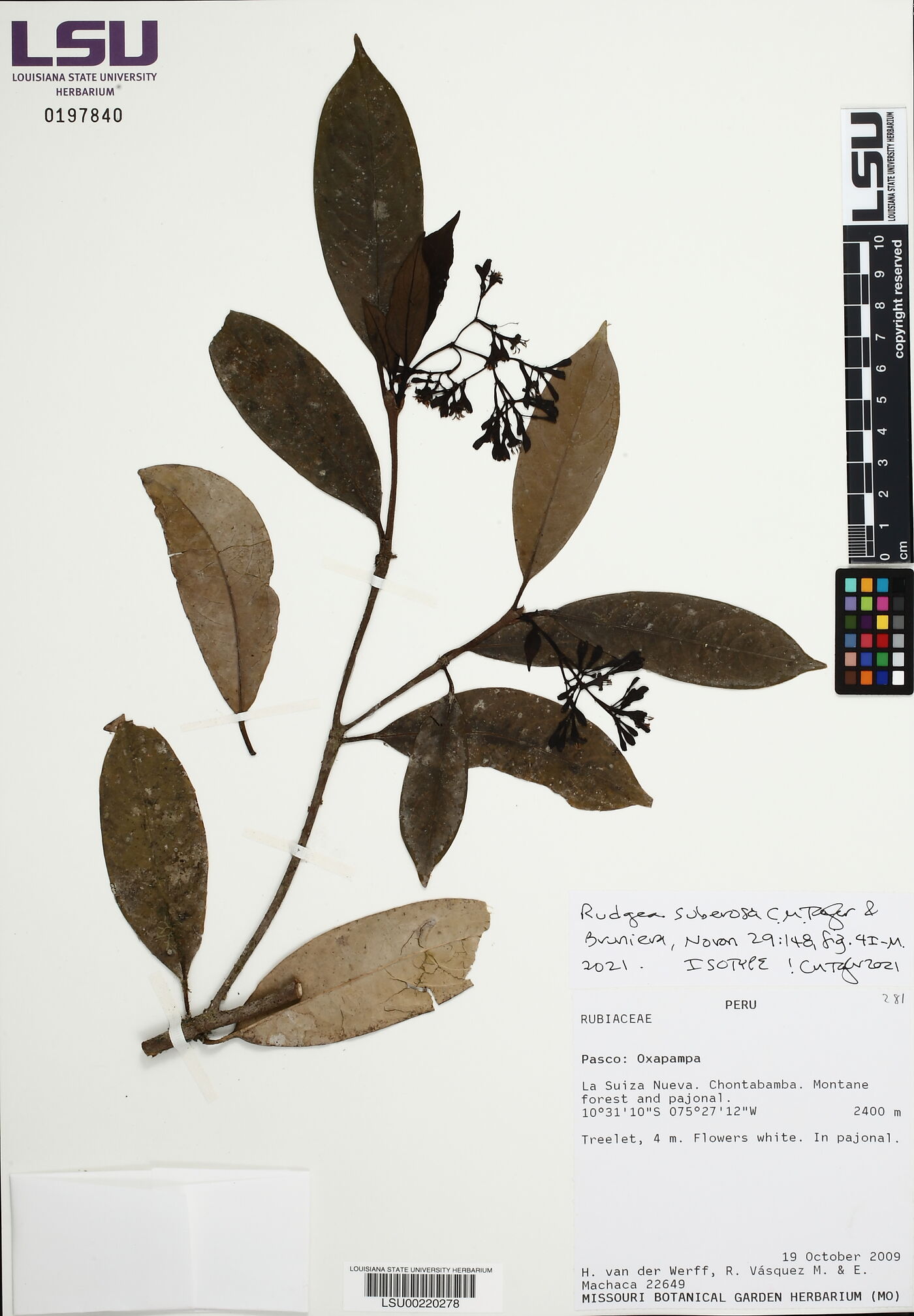 Rudgea suberosa image