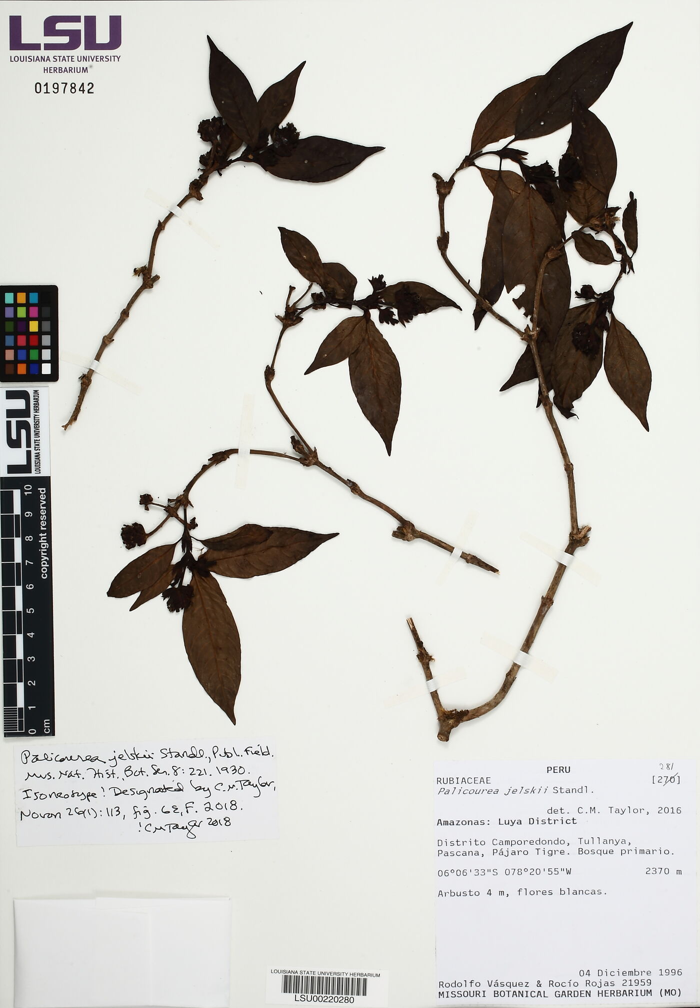 Palicourea jelskii image