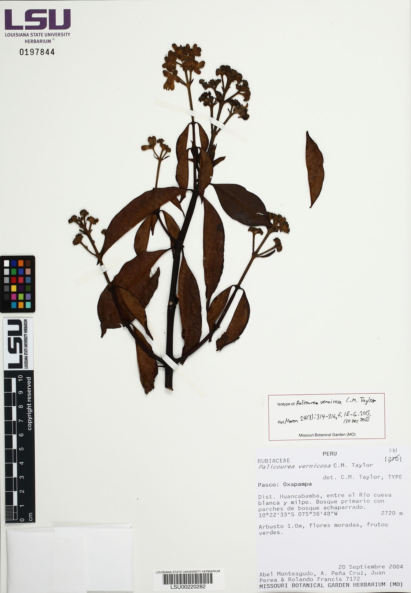 Palicourea vernicosa image