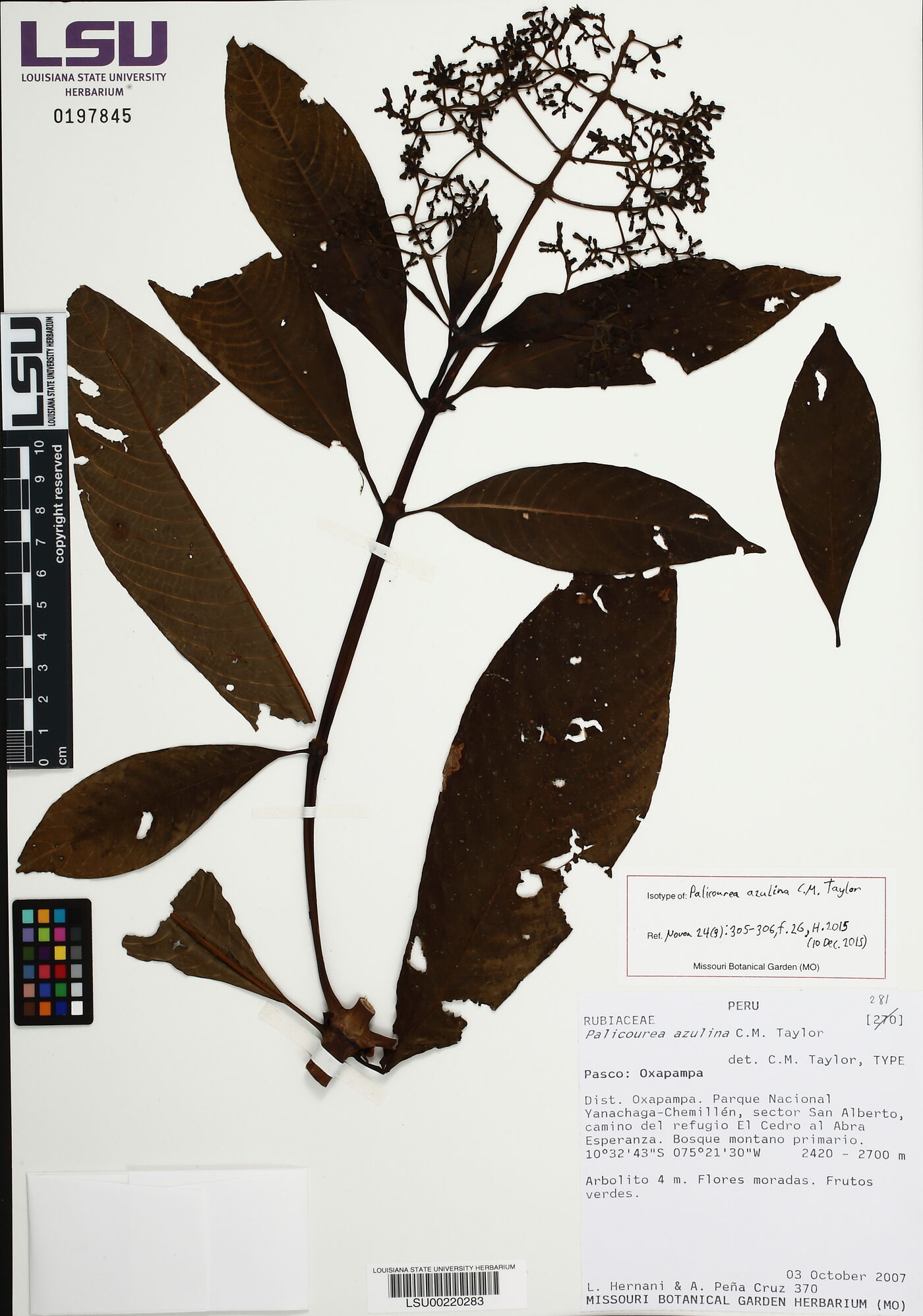 Palicourea azulina image