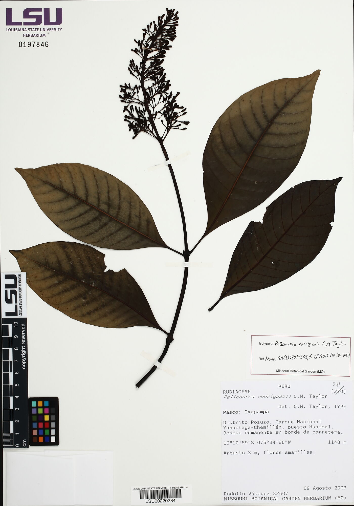 Palicourea rodriguezii image