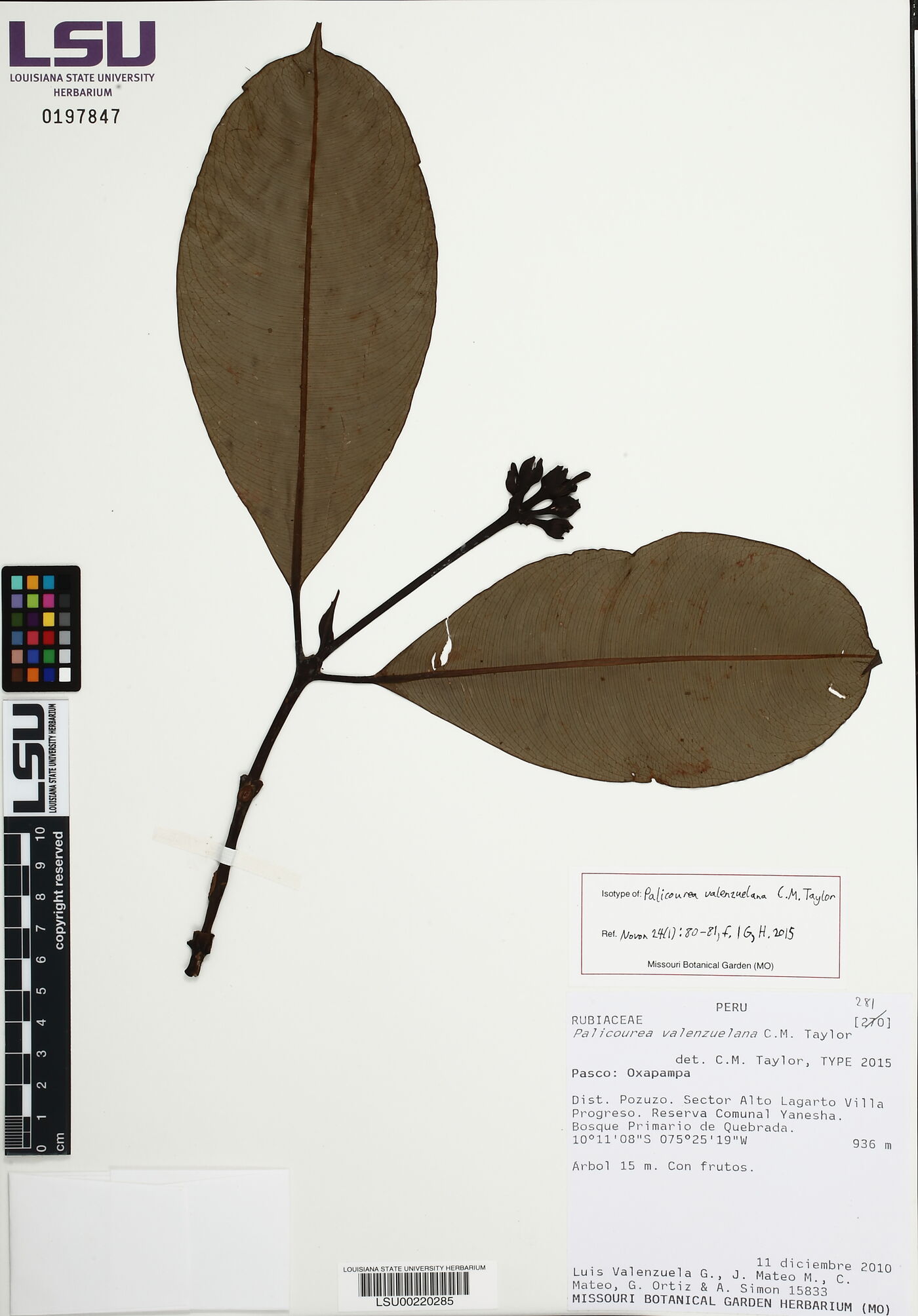 Palicourea valenzuelana image