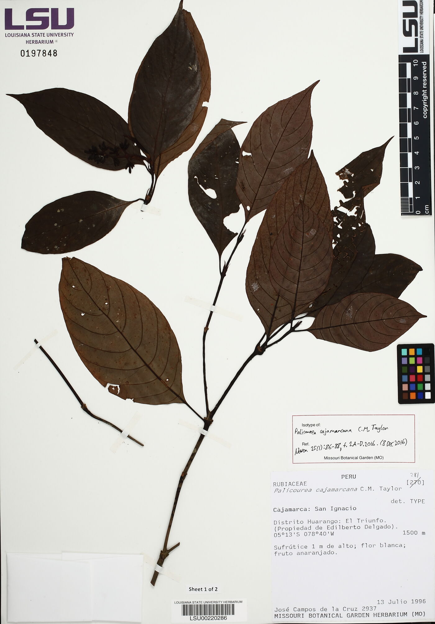 Palicourea cajamarcana image
