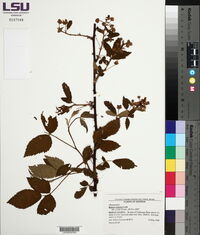 Rubus argutus image