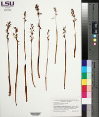 Corallorhiza wisteriana image