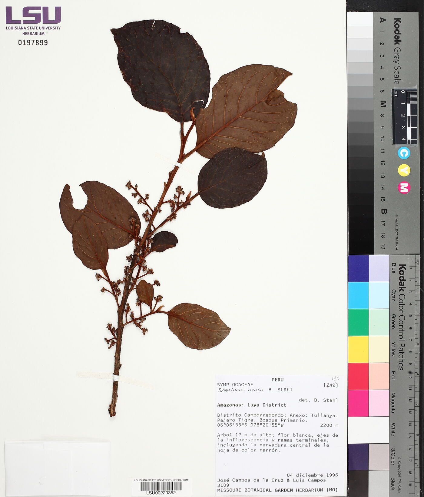 Symplocos platyphylla image