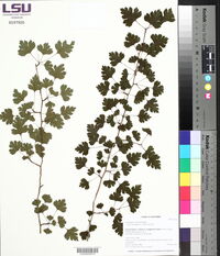 Crataegus marshallii image