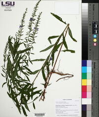 Lythrum lanceolatum image