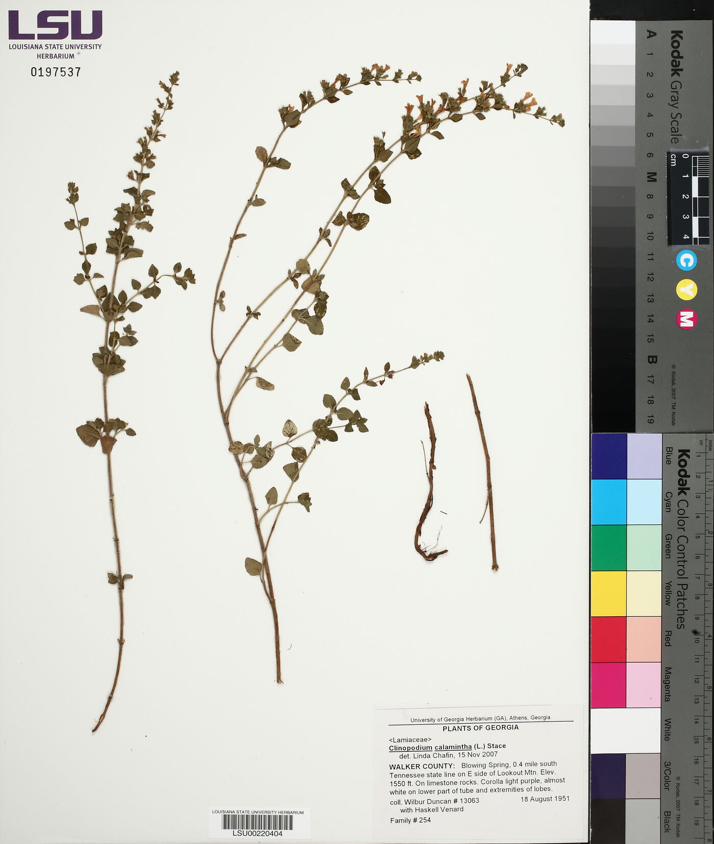 Clinopodium calamintha image