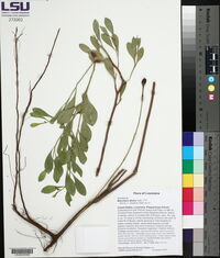 Baccharis dioica image