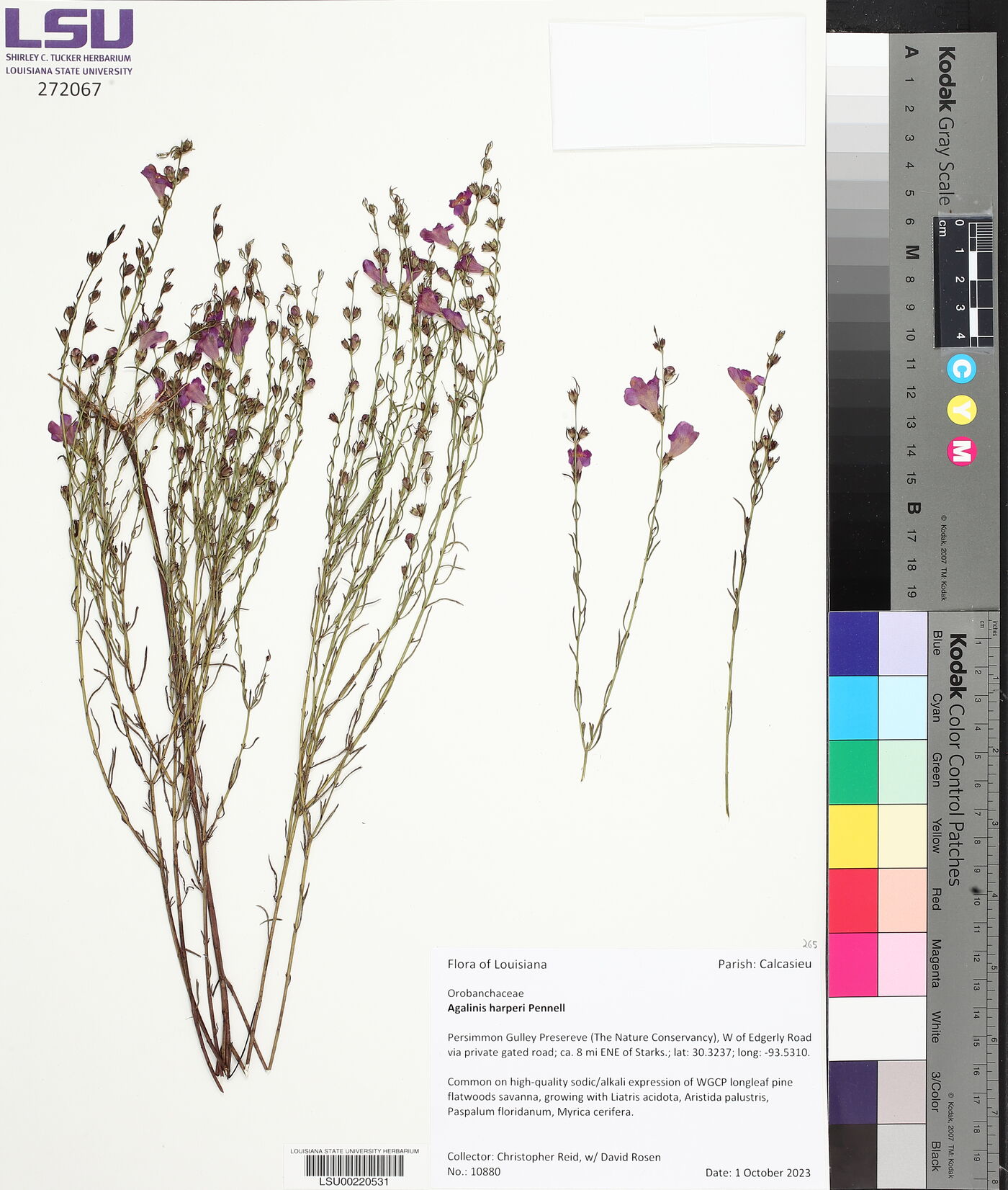 Agalinis harperi image
