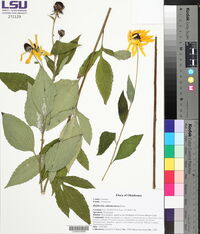 Rudbeckia subtomentosa image