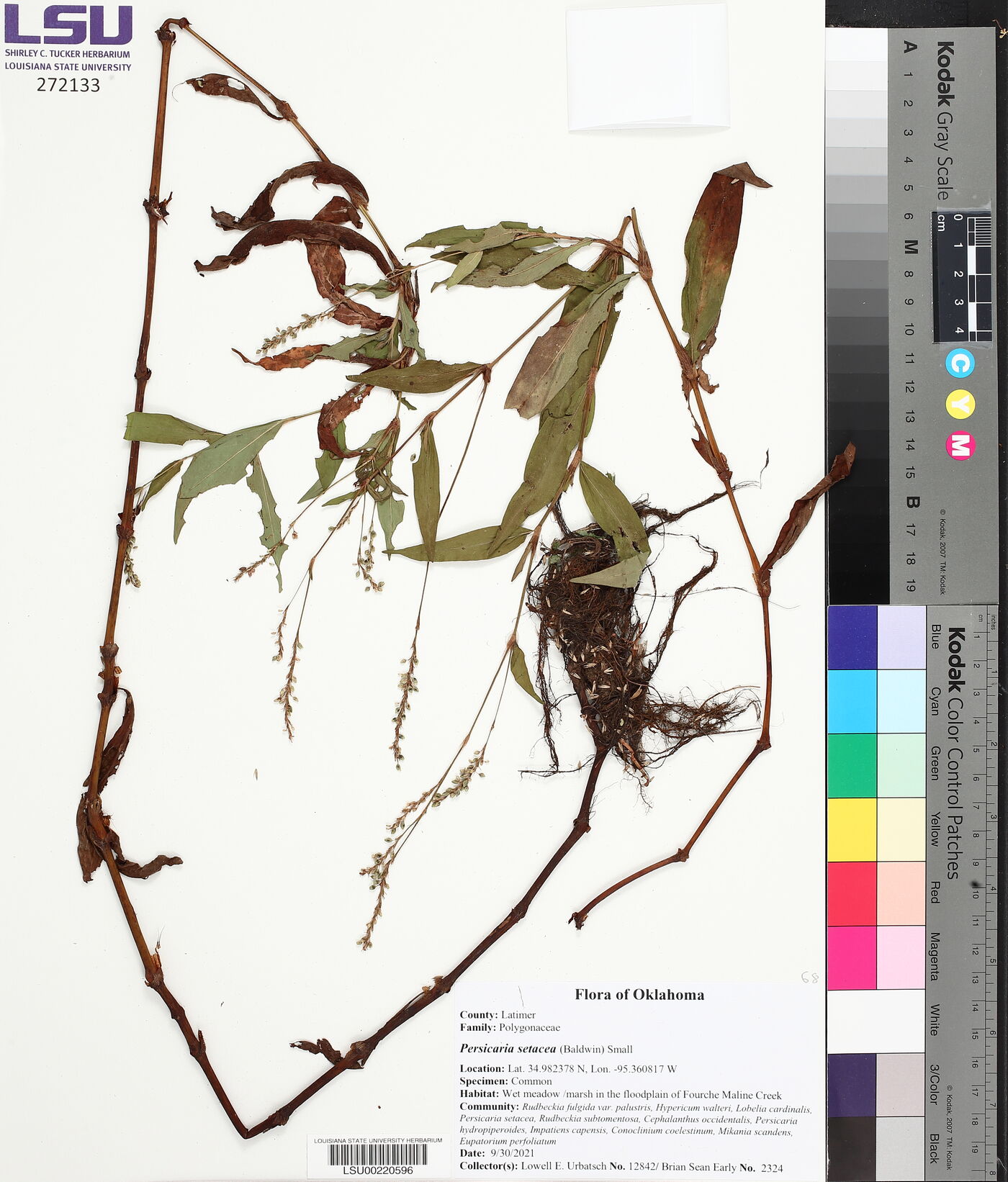 Persicaria setacea image
