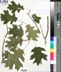 Quercus shumardii image