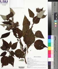 Hibiscus lasiocarpos image