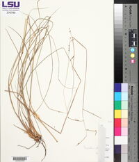 Paspalum plicatulum image