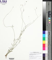 Wahlenbergia marginata image