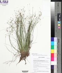 Eleocharis vivipara image