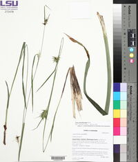 Carex lonchocarpa image