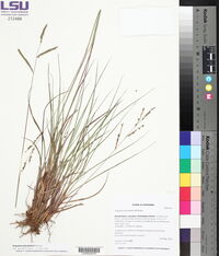 Paspalum plicatulum image