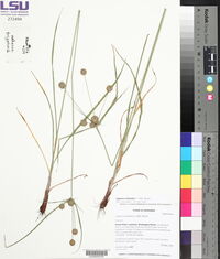 Cyperus echinatus image