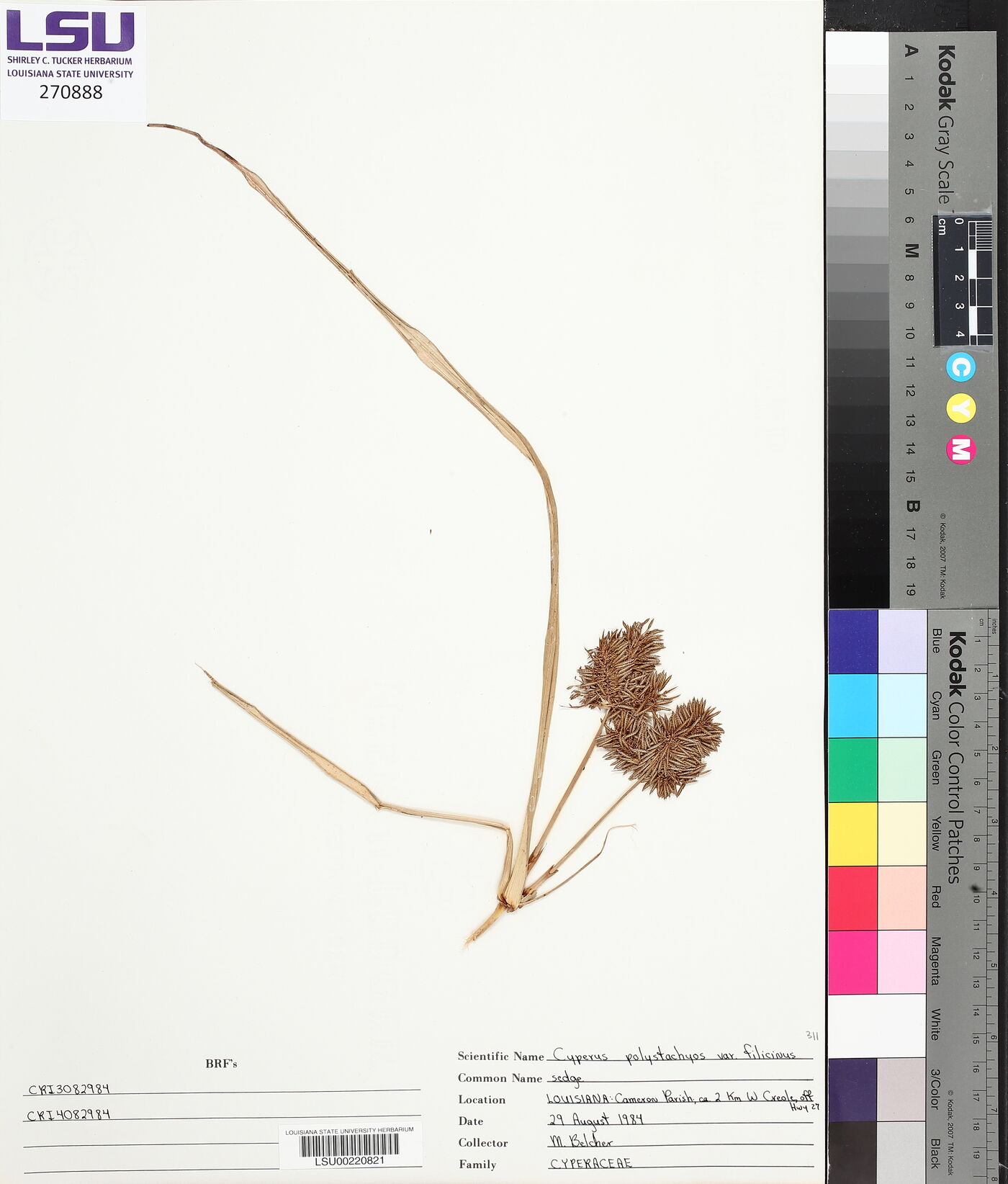 Cyperus polystachyos var. filicinus image