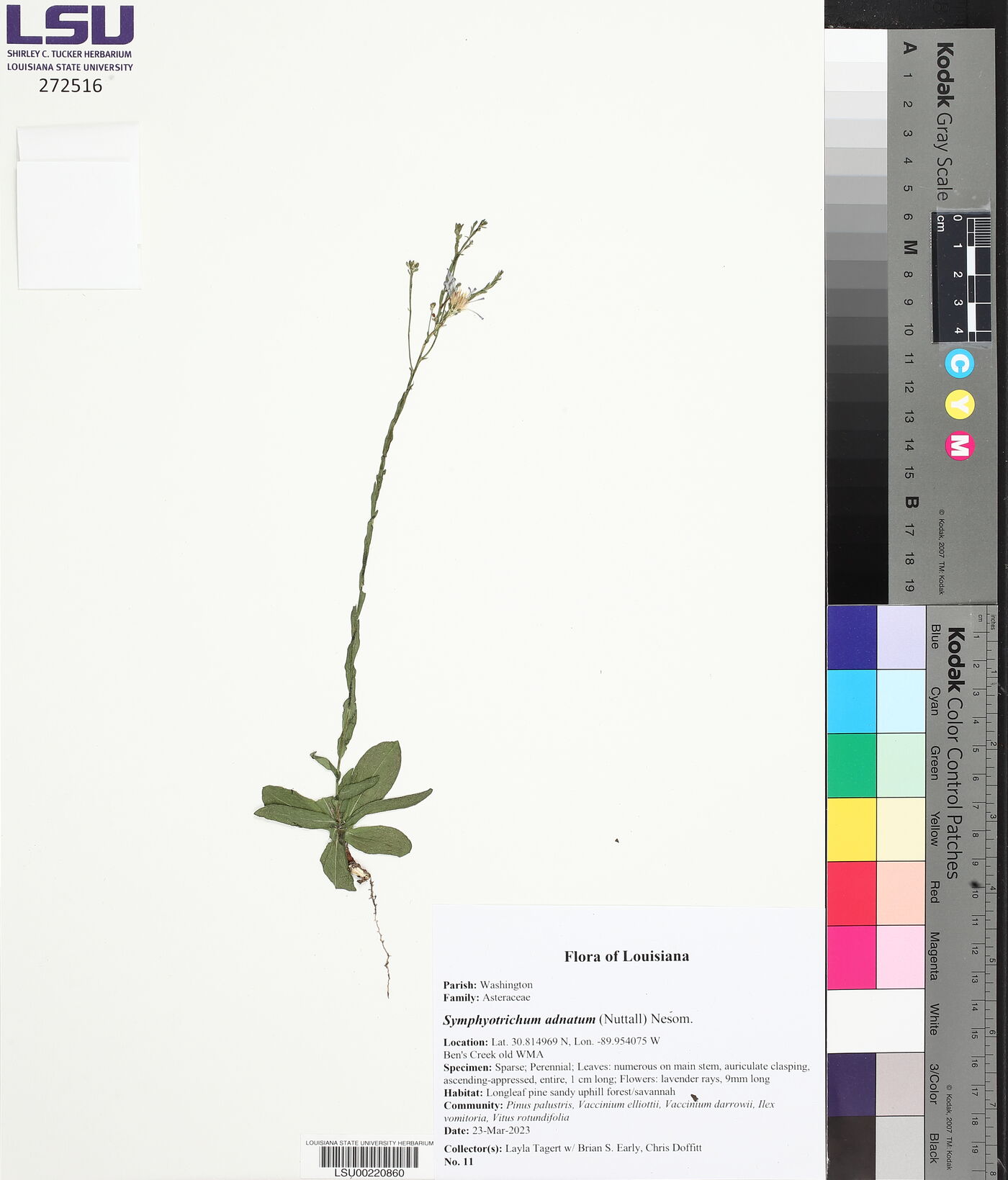 Symphyotrichum adnatum image