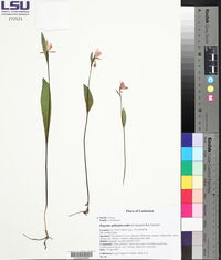 Pogonia ophioglossoides image