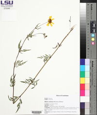 Bidens aristosa image