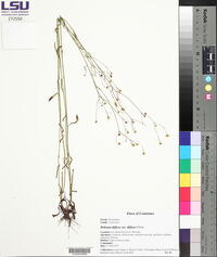 Boltonia diffusa image