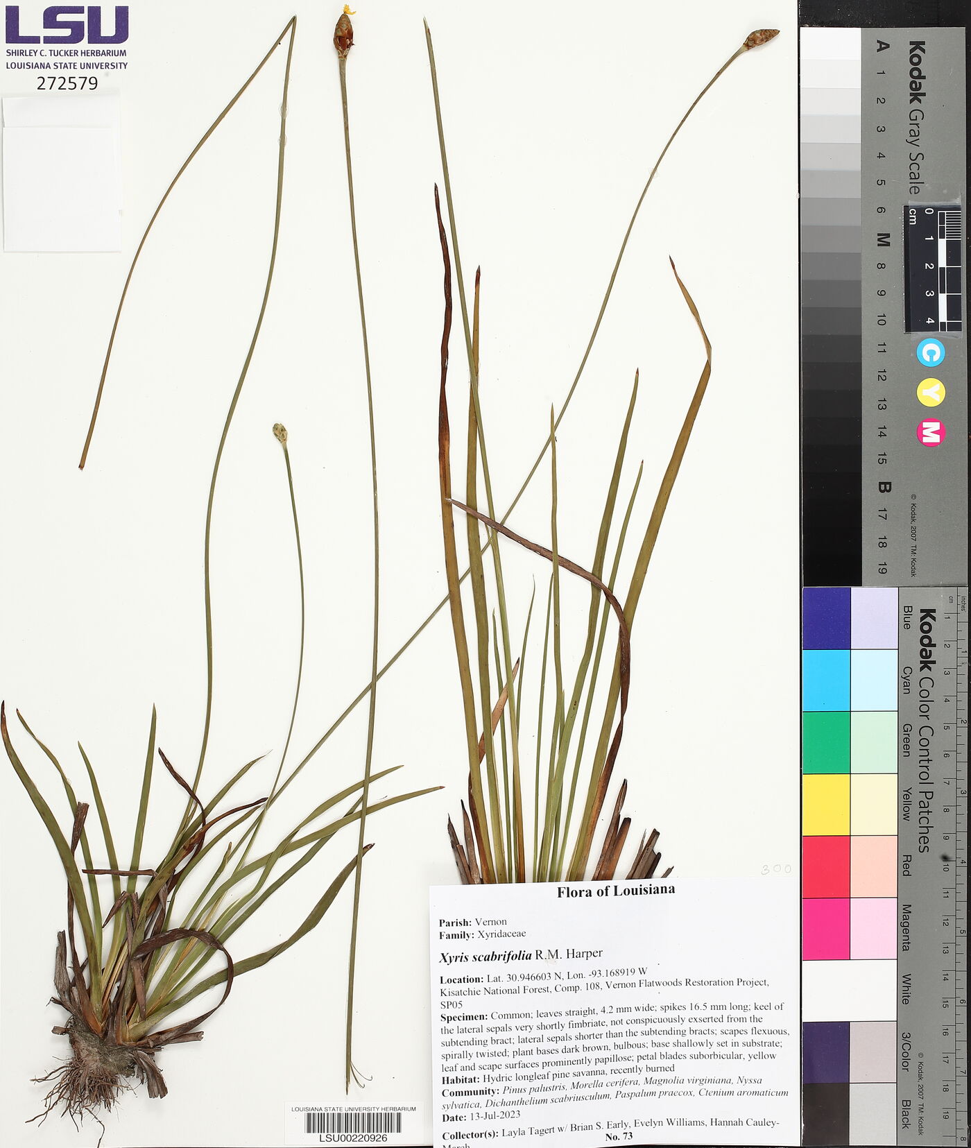 Xyris scabrifolia image