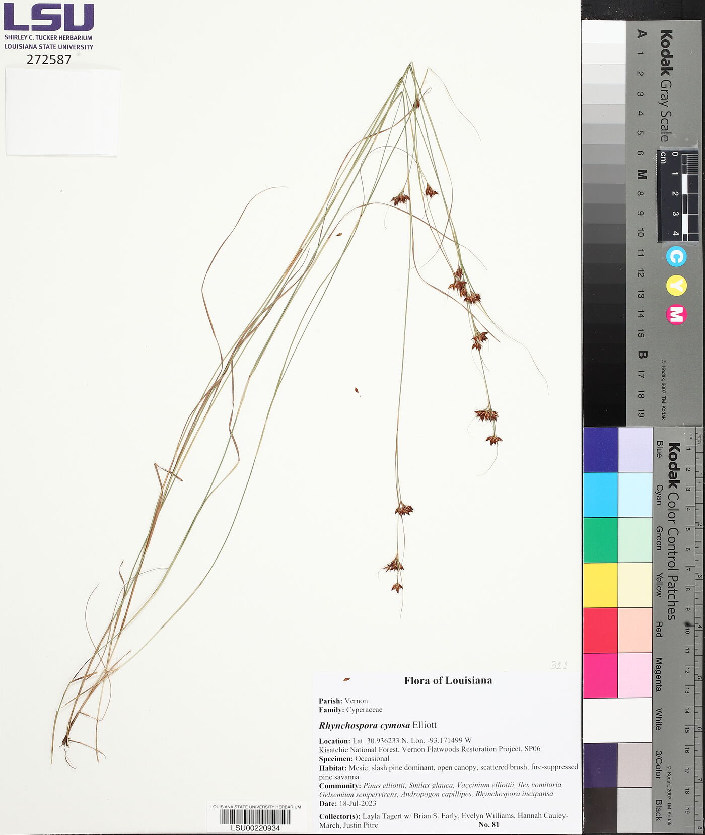 Rhynchospora cymosa image