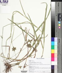 Fuirena breviseta image