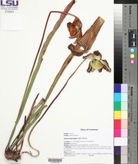 Sarracenia alata image