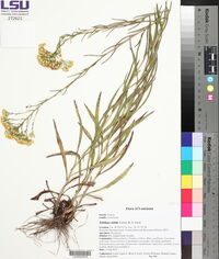 Solidago nitida image