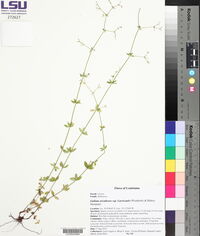 Galium orizabense image