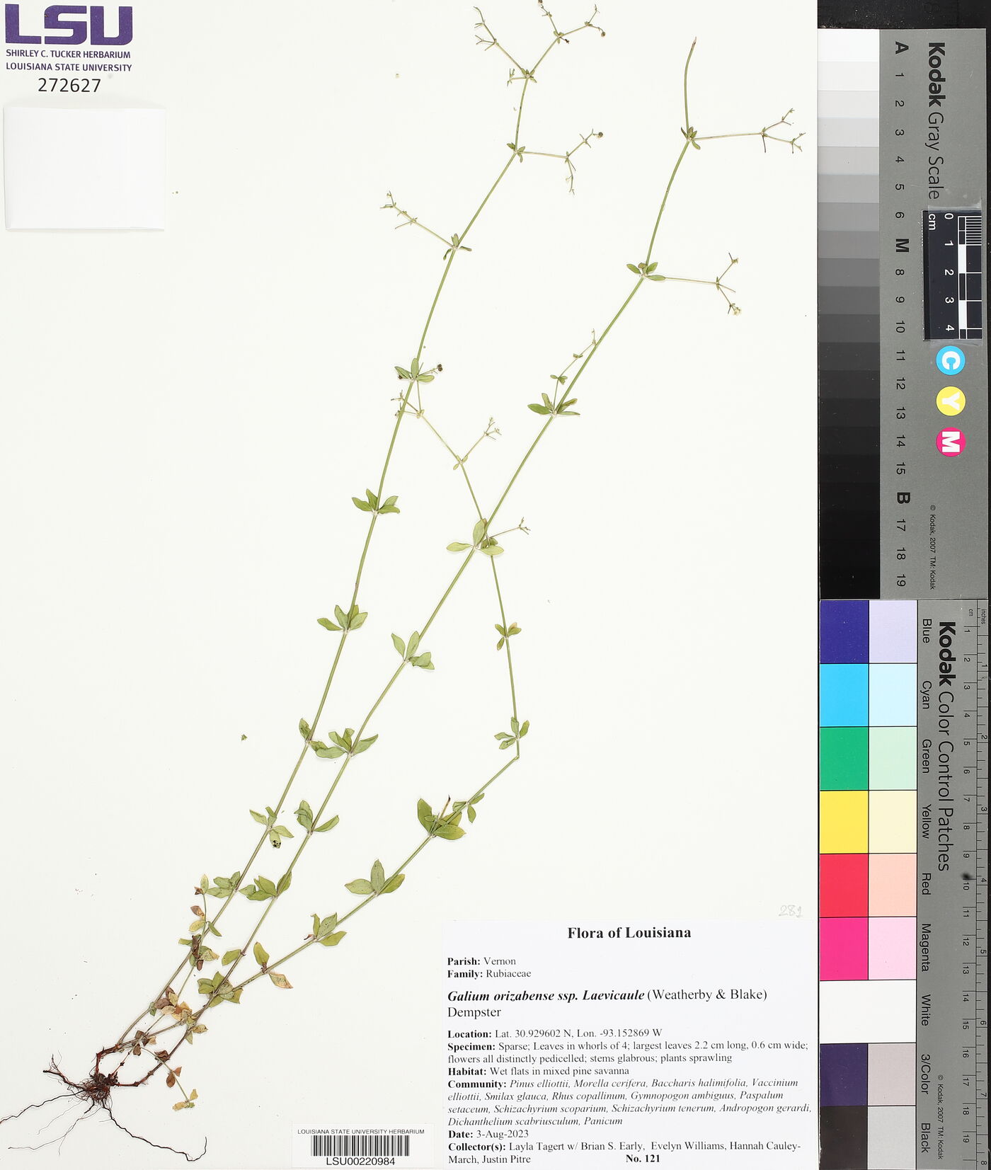 Galium orizabense subsp. laevicaule image