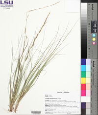 Aristida purpurascens image