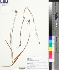 Fuirena breviseta image