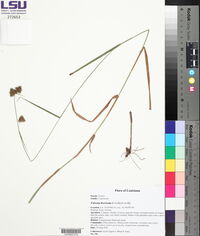 Fuirena breviseta image