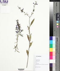 Salvia azurea var. grandiflora image