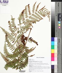 Dryopteris ludoviciana image