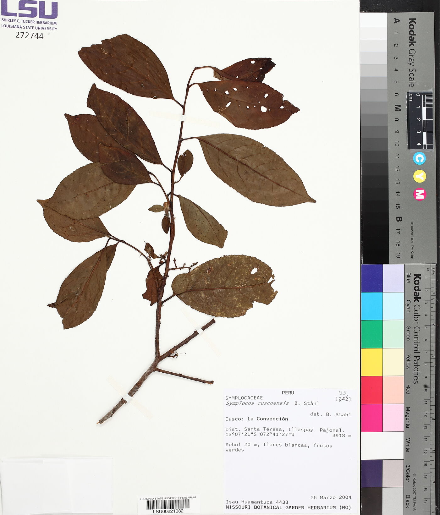 Symplocos cuscoensis image