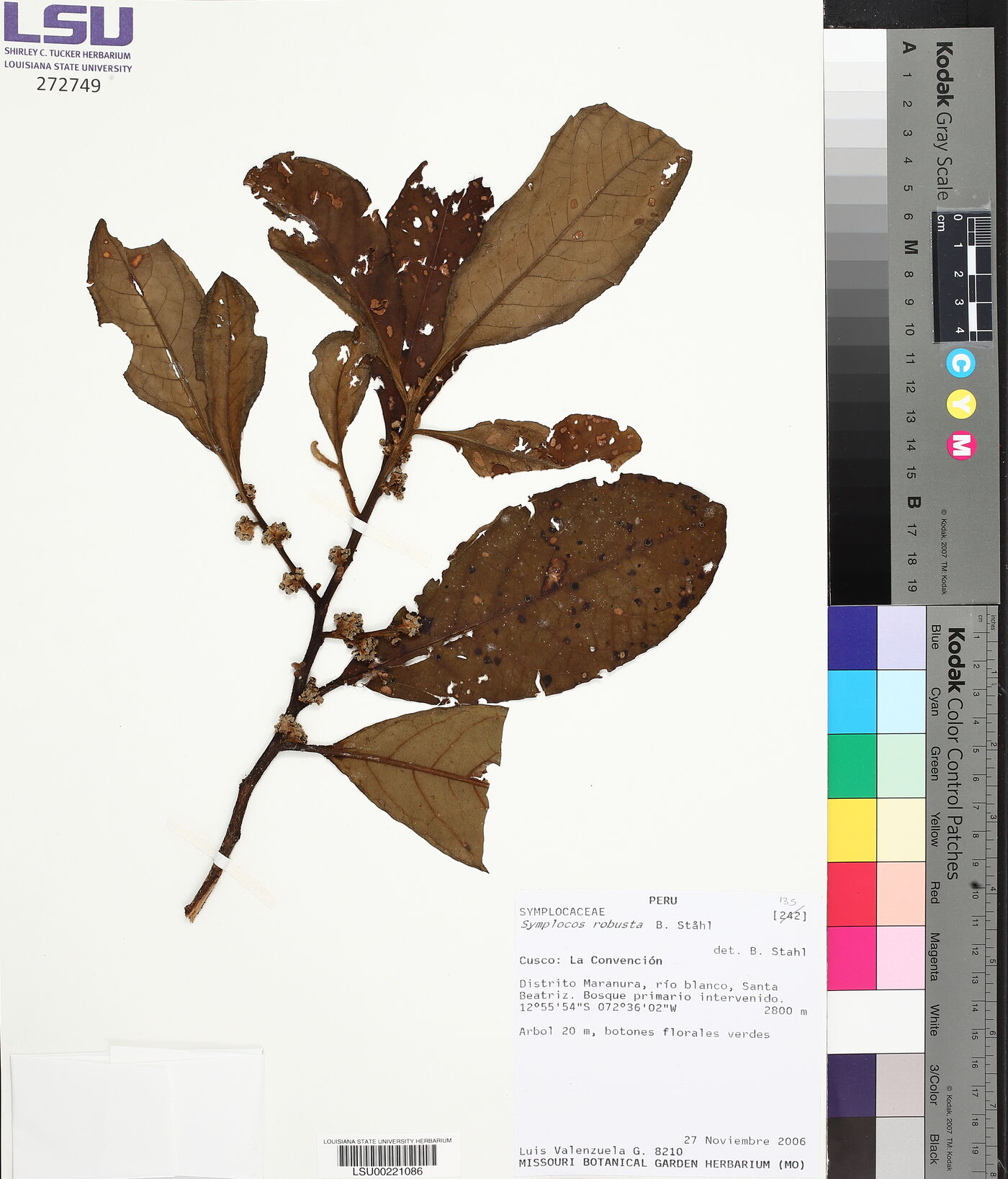 Symplocos robusta image